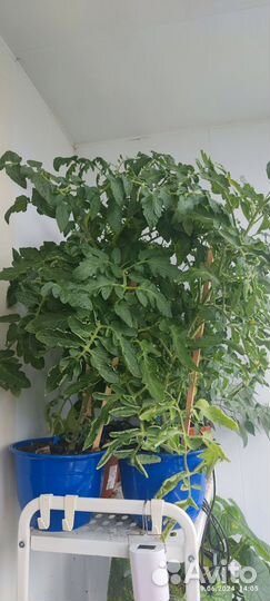 Кусты томата