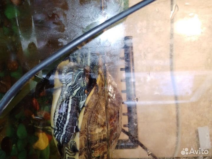 Красноухая черепаха с аквариумом