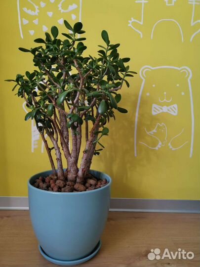 Денежное дерево