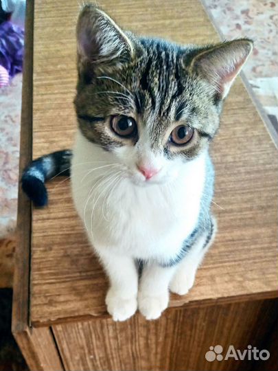 Котята домашние