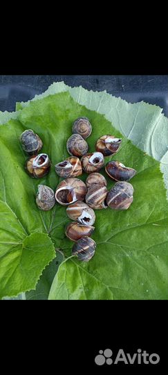 Улитки виноградные