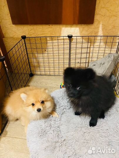 Продаются собаки