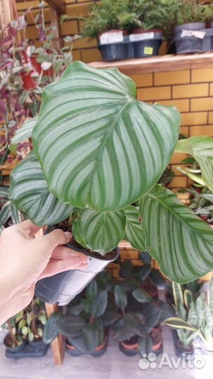 Калатеи, макаяна, орбифолия, мозайка