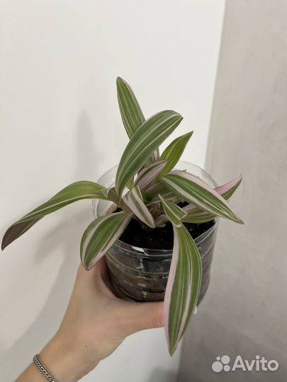 Цветок Рео отросток розовый рео сортовой