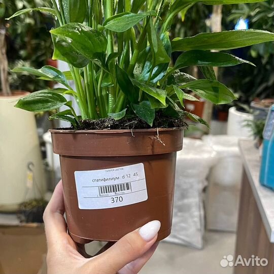 Цветок Спатифиллум (Женское счастье)