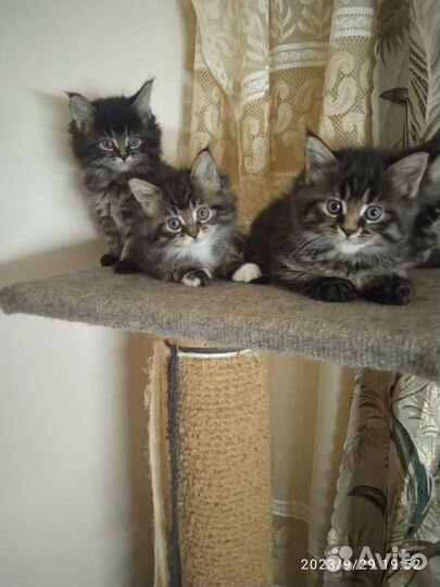 Котята мейн-кун