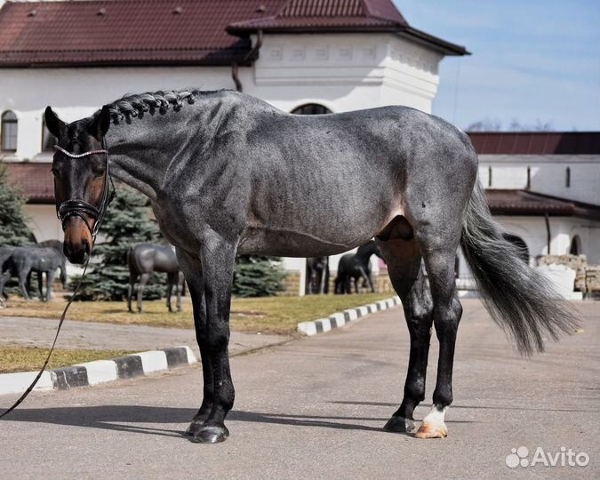 Эксклюзивный голштинский жеребец