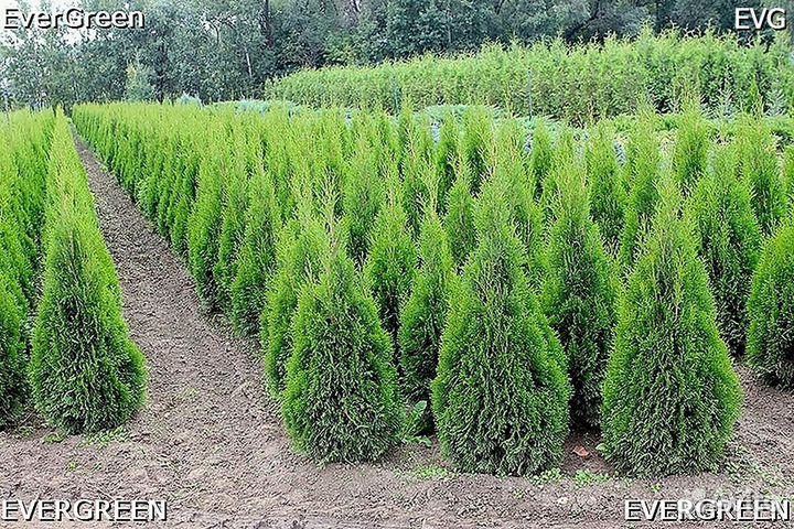 Туи смарагд