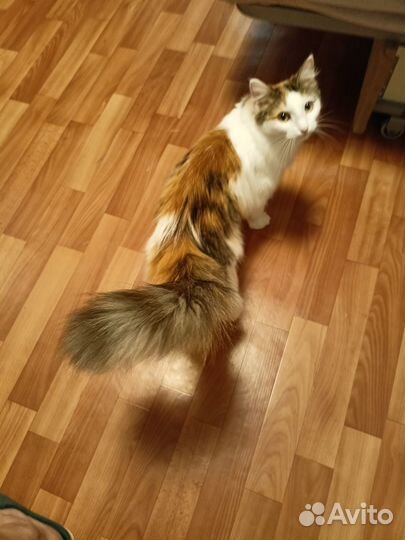 Отдам бесплатно