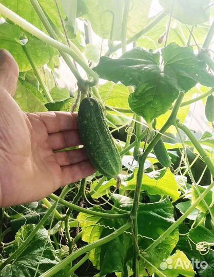 Огурцы свежие домашние