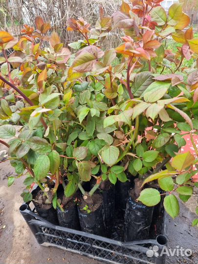 Чайно гибридные розы с закрытой корневой системой