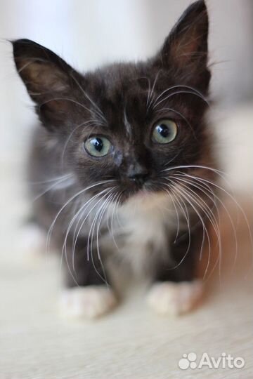 Котенок мальчик бесплатно