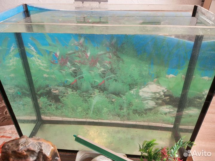 Аквариум