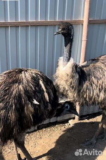 Страусы