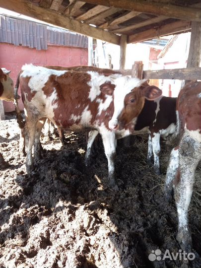 Домашние Бычки и телки