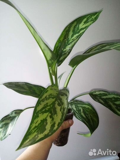 Комнатные растения