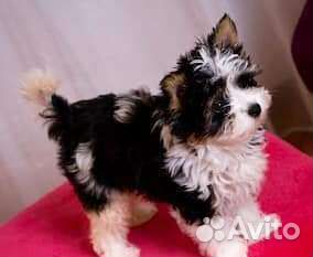 Щеночки Бивер девочки