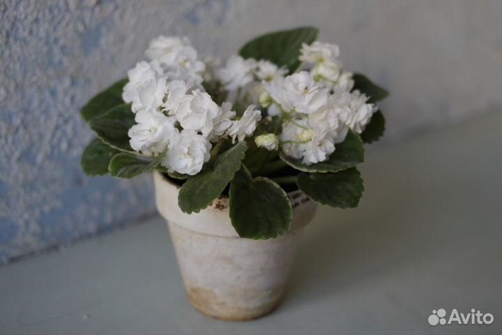 Фиалка Зефир, наслаждение