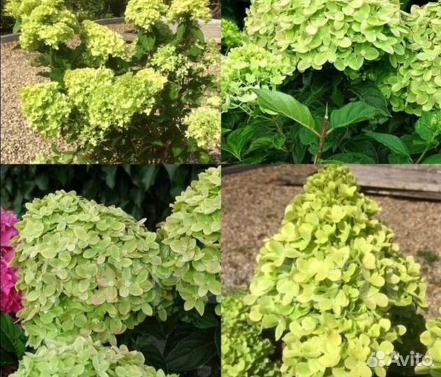 Гортензия метельчатая Mojito