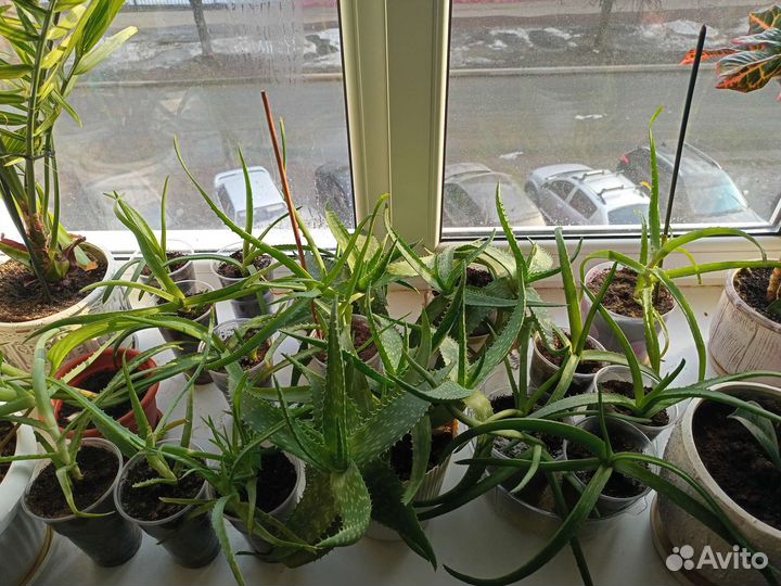 Алоэ,замиокулькас