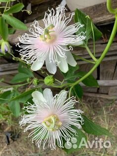 Семена пассифлоры