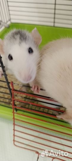 Крысы дамбо