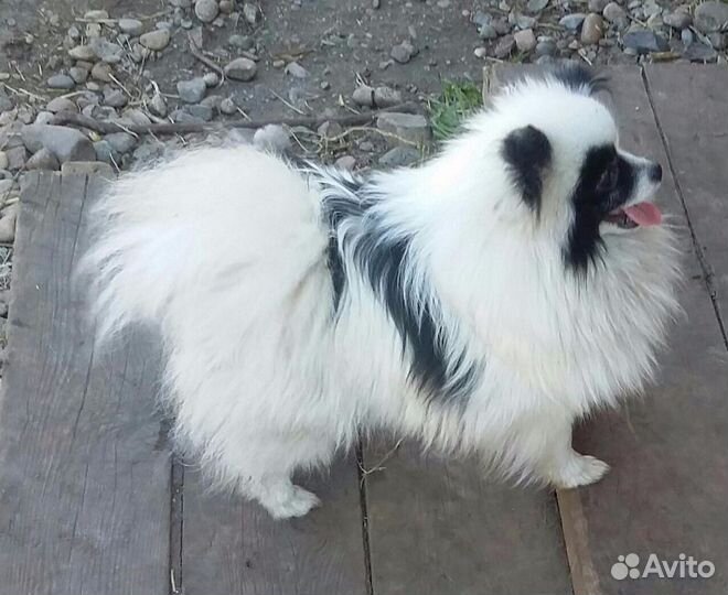 Миниатюрный шпиц. Вязка