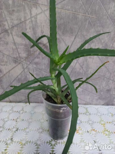 Алоэ столетник