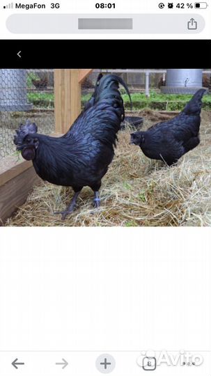 Инкубационное яйцо породных кур