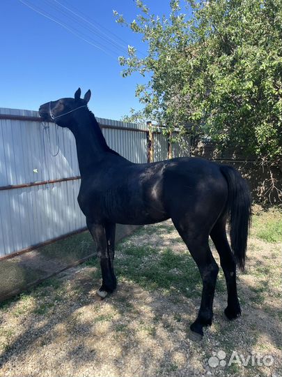 Годовалый жеребчик