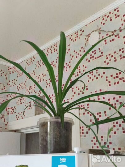 Хлорофитум