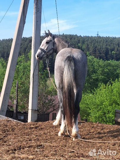 Продам жеребца «Орловский Возраст 2 г