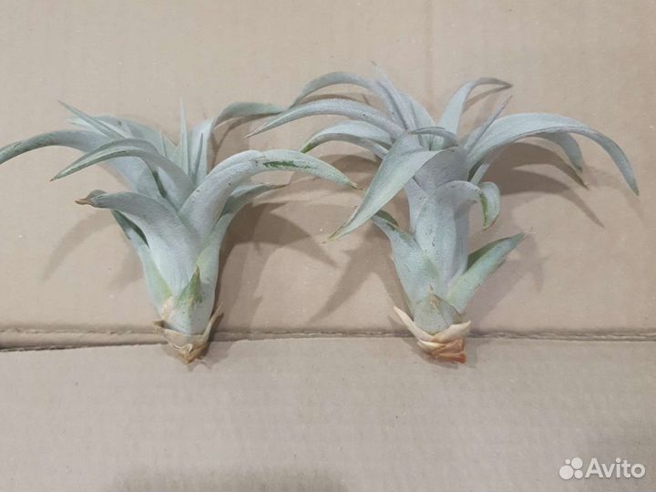 Тилландсия разные сорта