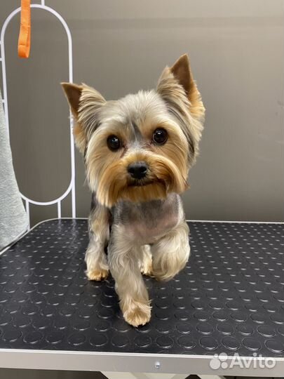 Ищем моделей на груминг