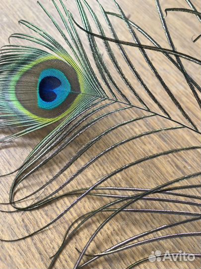 Павлинье перья