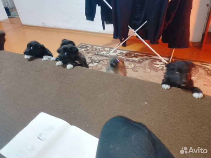 Отдам в добрые руки щенков