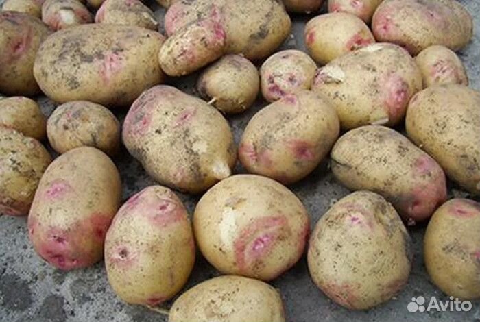 Крупный картофель разных сортов