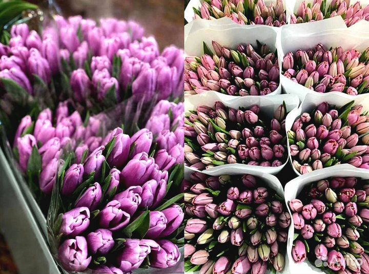 Тюльпаны оптом под заказ