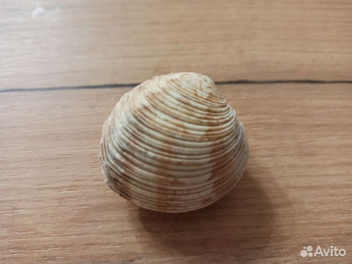 Морская раковина