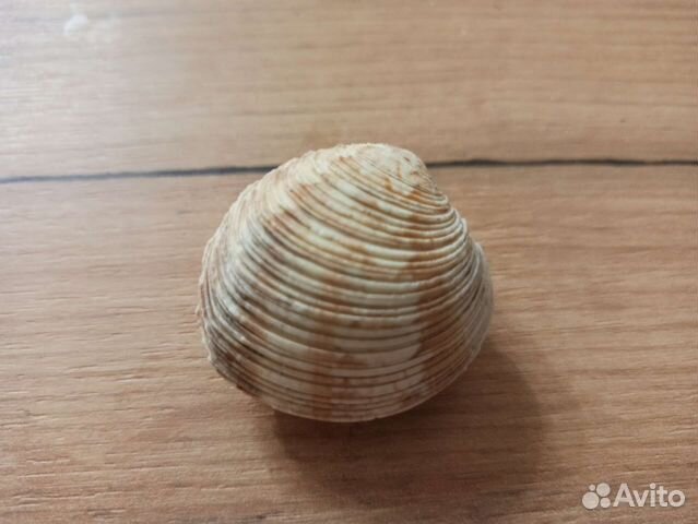 Морская раковина