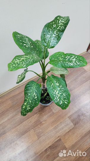 Диффенбахия