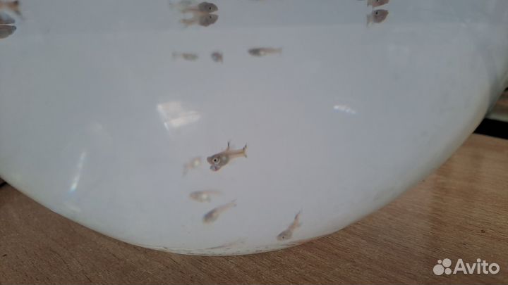 Мальки гуппи