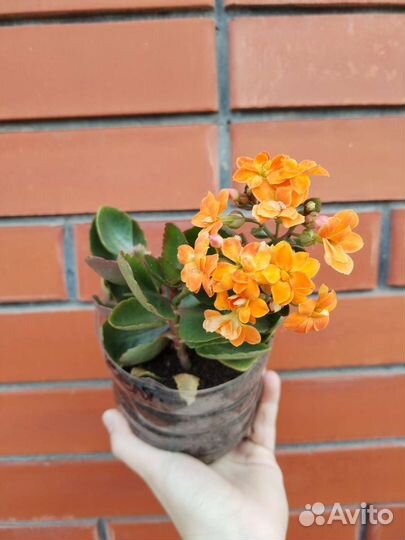 Каланхоэ и декабрист