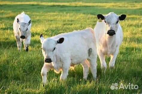 Уникальные телята с гарантией качества