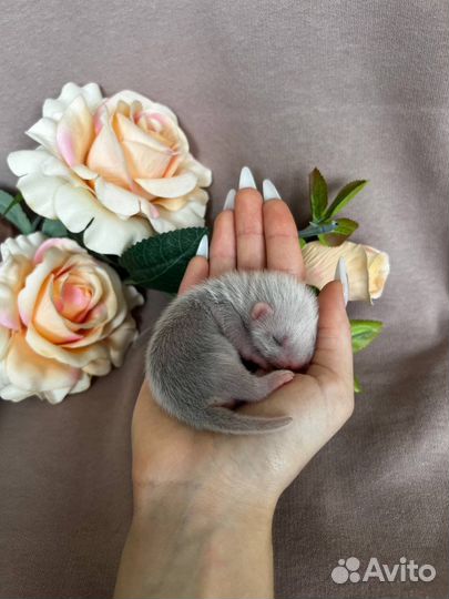 Хорьки из питомника