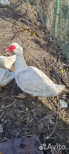 Яйцо индоутки