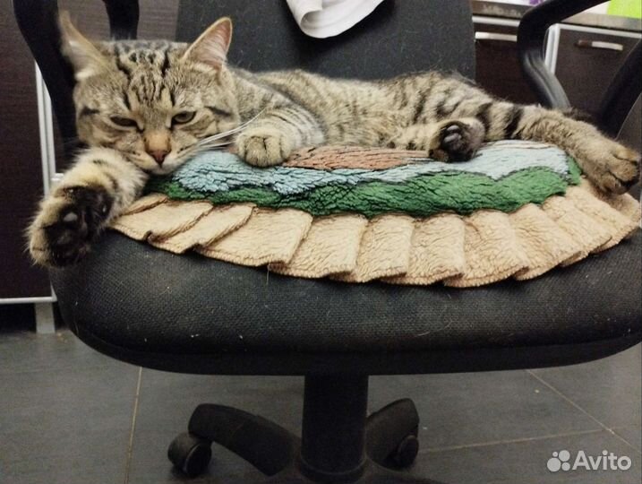 Отдам кота в добрые руки