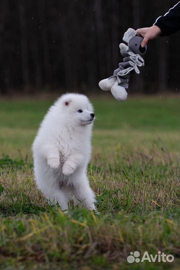 Щенки самоеда