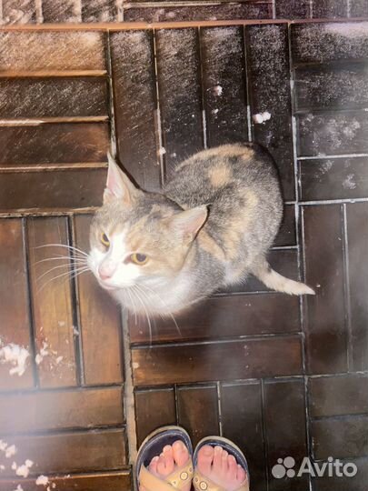 Добрая кошечка