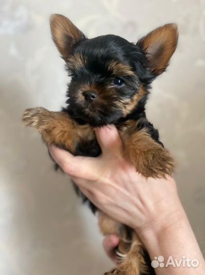 Йоркширский терьер